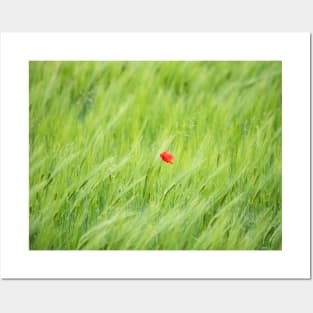 Red Poppy Flower in a Green Field of Wheat Posters and Art